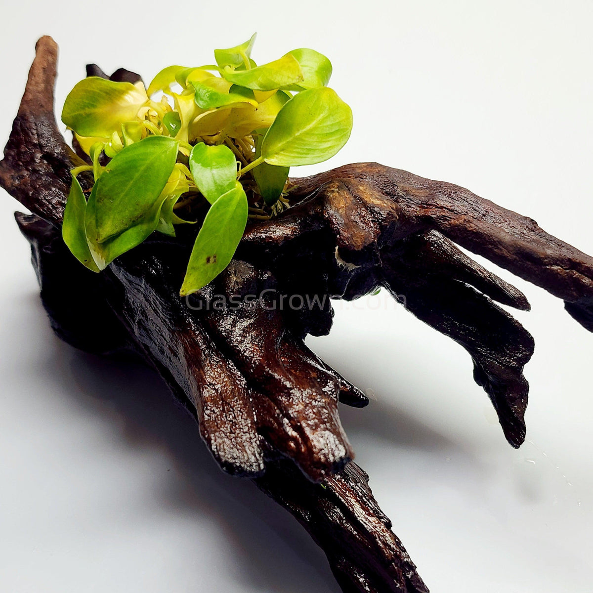 Driftwood Anubias