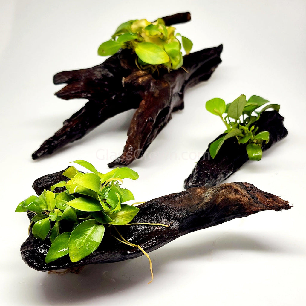Driftwood Anubias