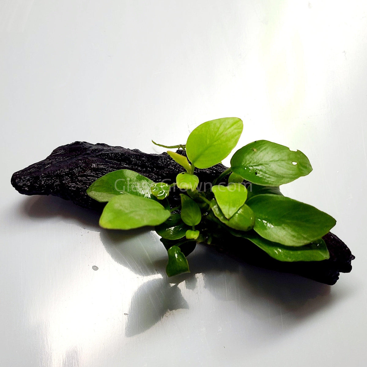 Driftwood Anubias