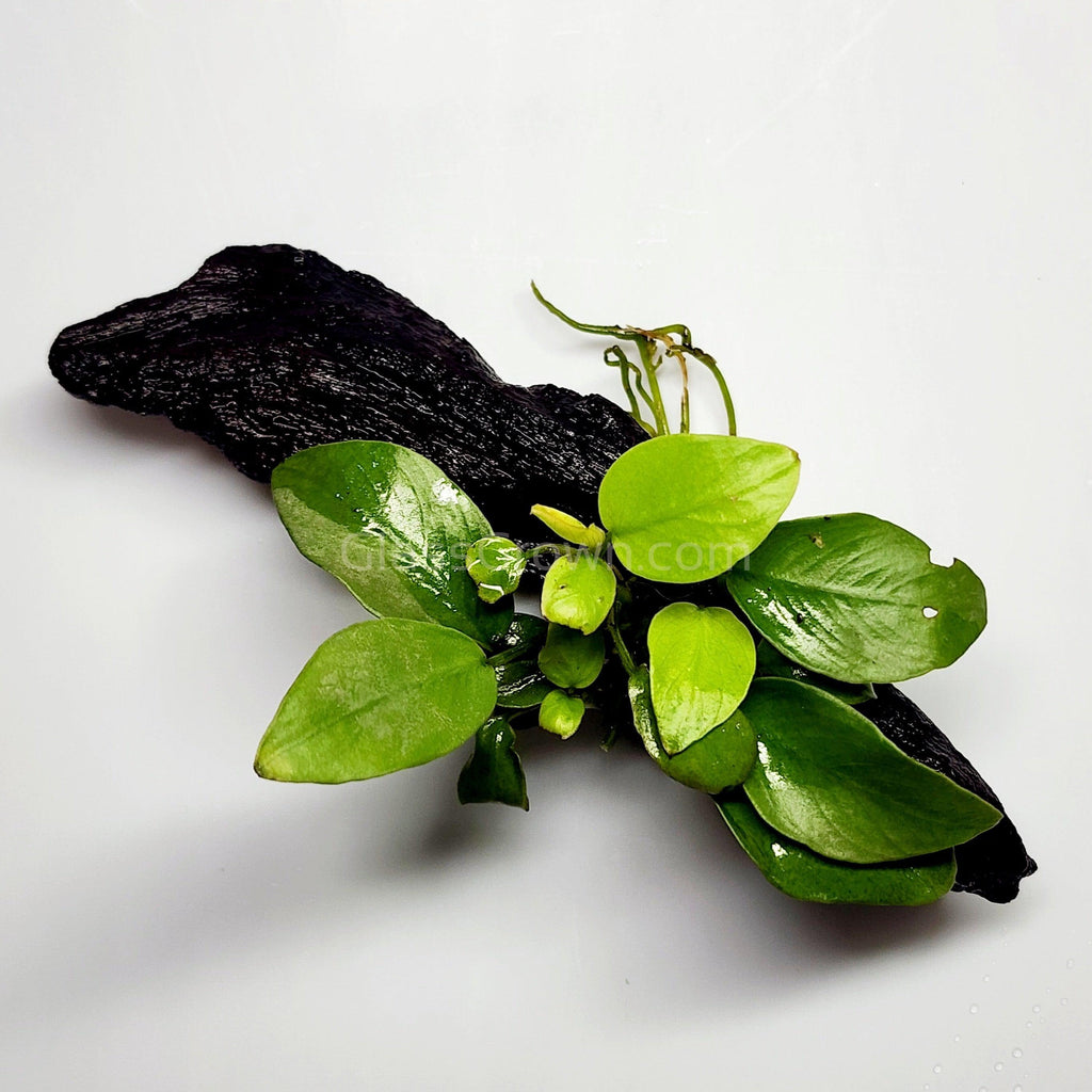 Driftwood Anubias