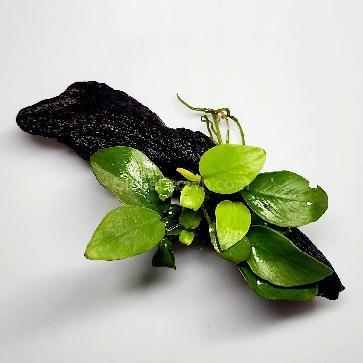 Driftwood Anubias