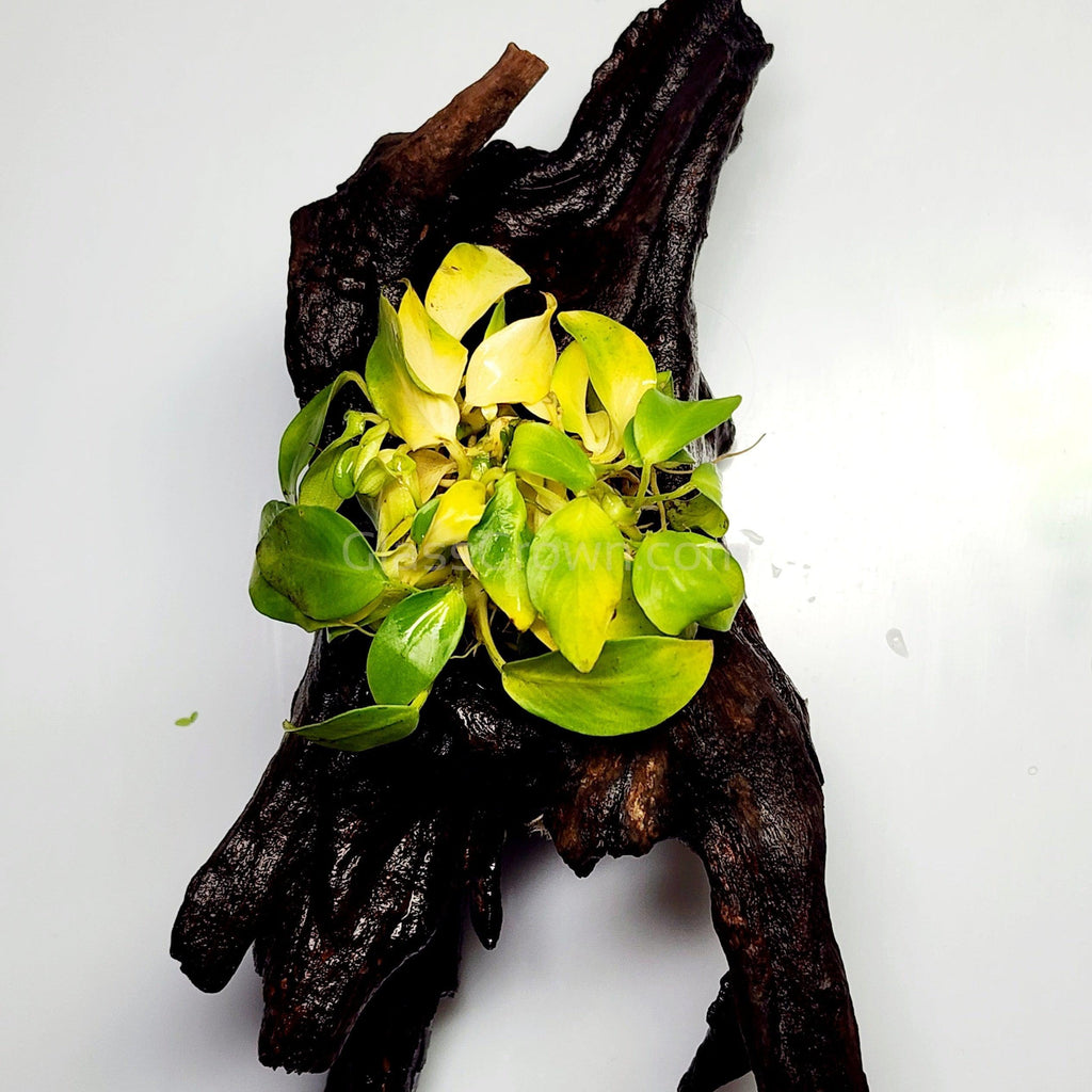 Driftwood Anubias