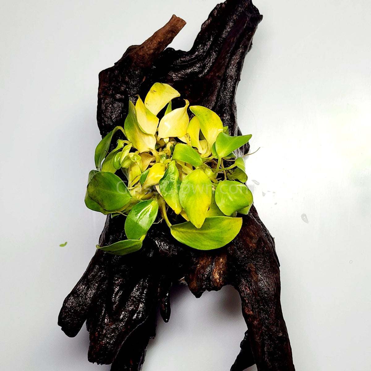 Driftwood Anubias