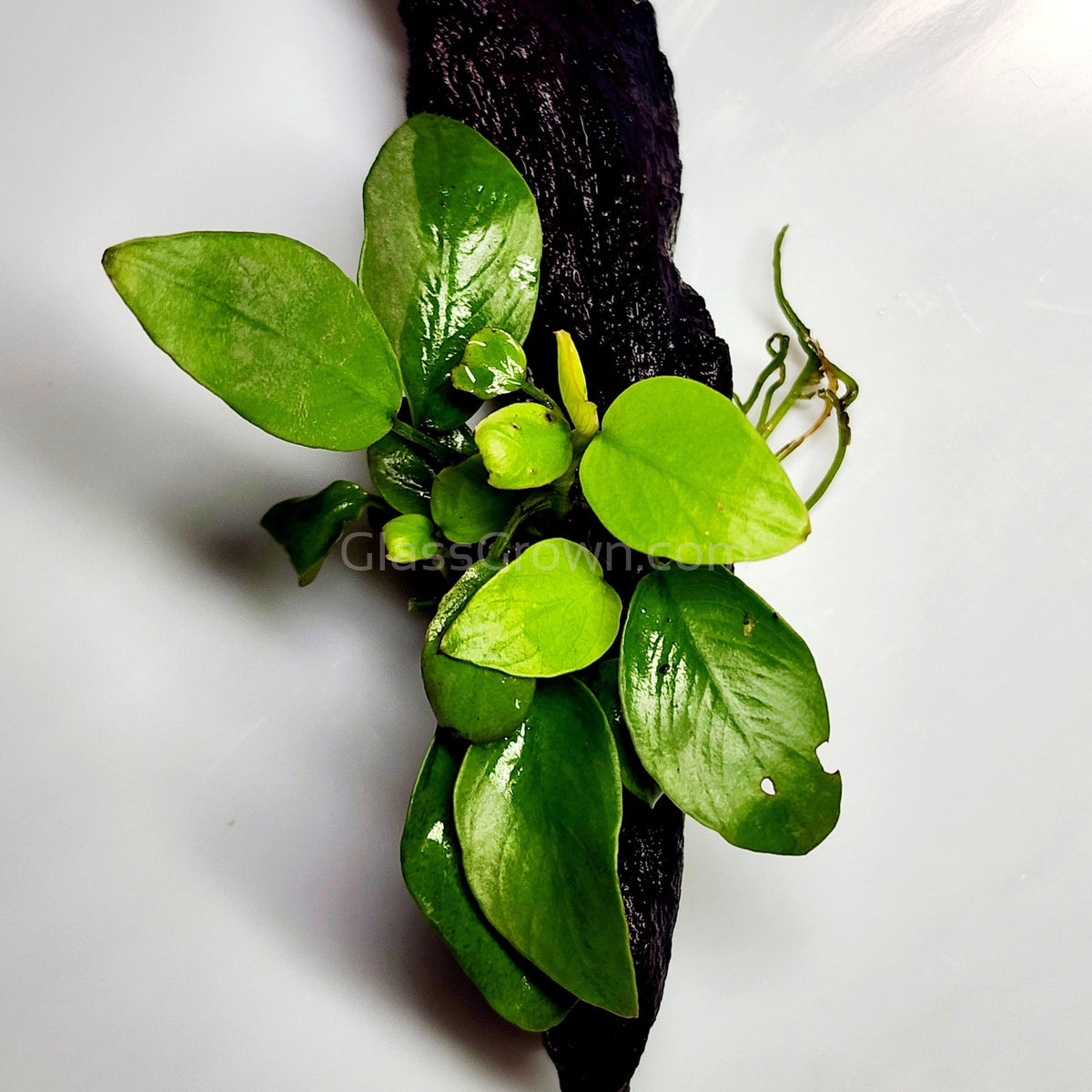 Driftwood Anubias