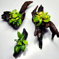 Driftwood Anubias