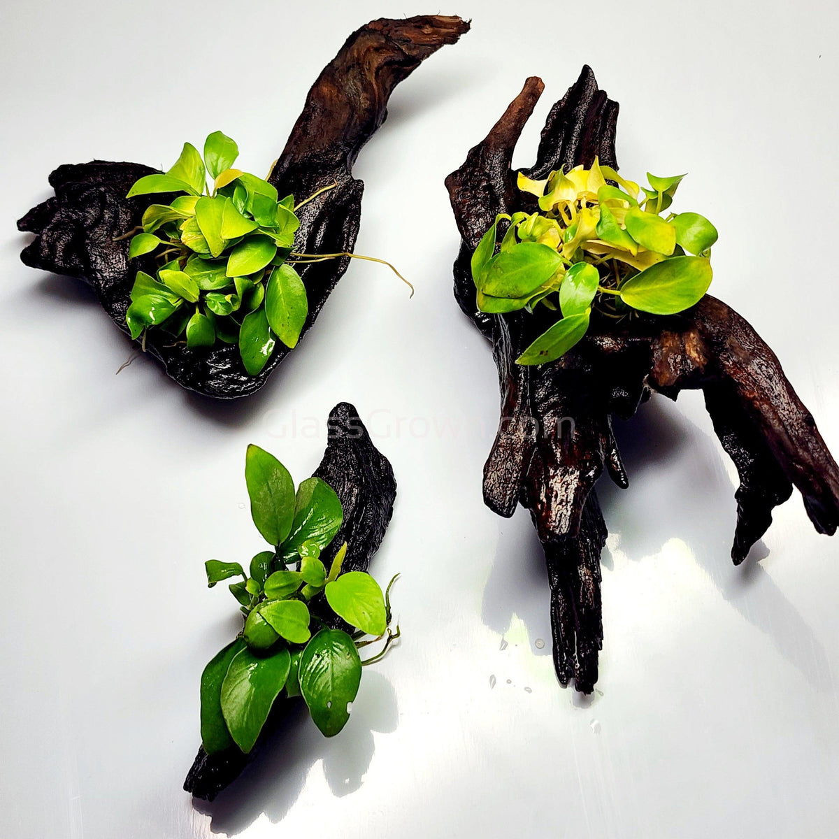 Driftwood Anubias