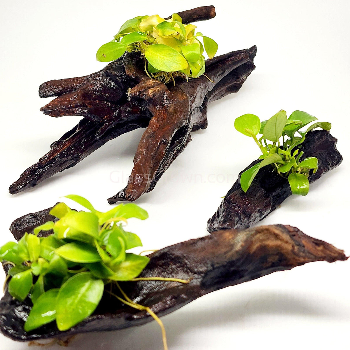 Driftwood Anubias