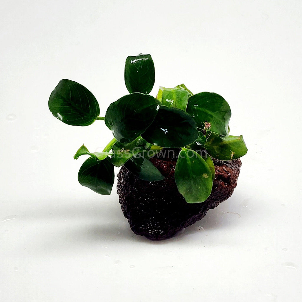 Anubias Nana Petite