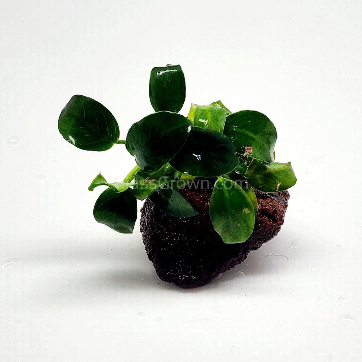 Anubias Nana Petite