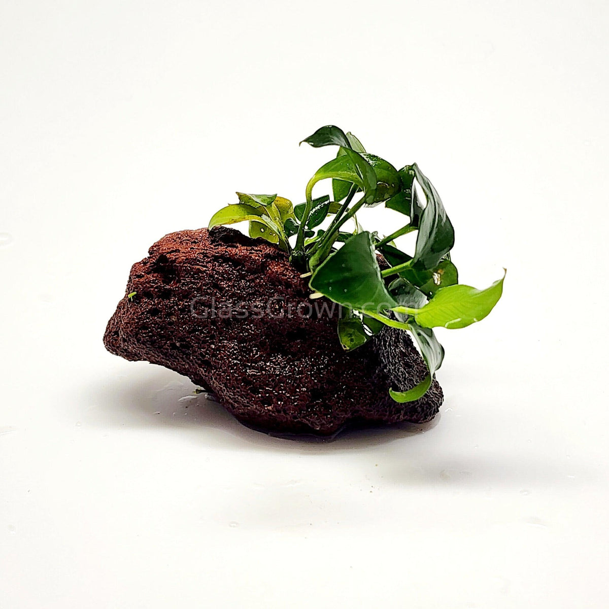 Anubias Nana Petite
