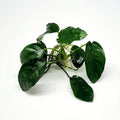 Anubias Nana