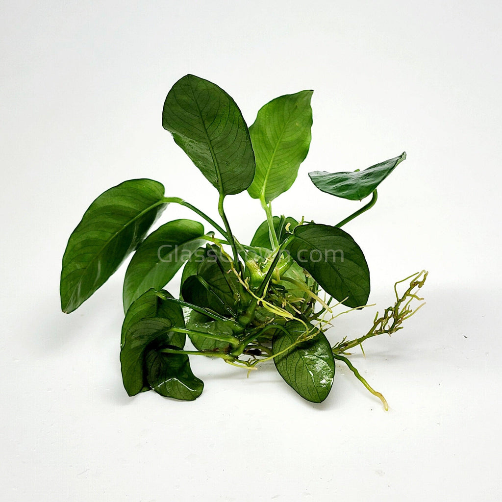Anubias Nana