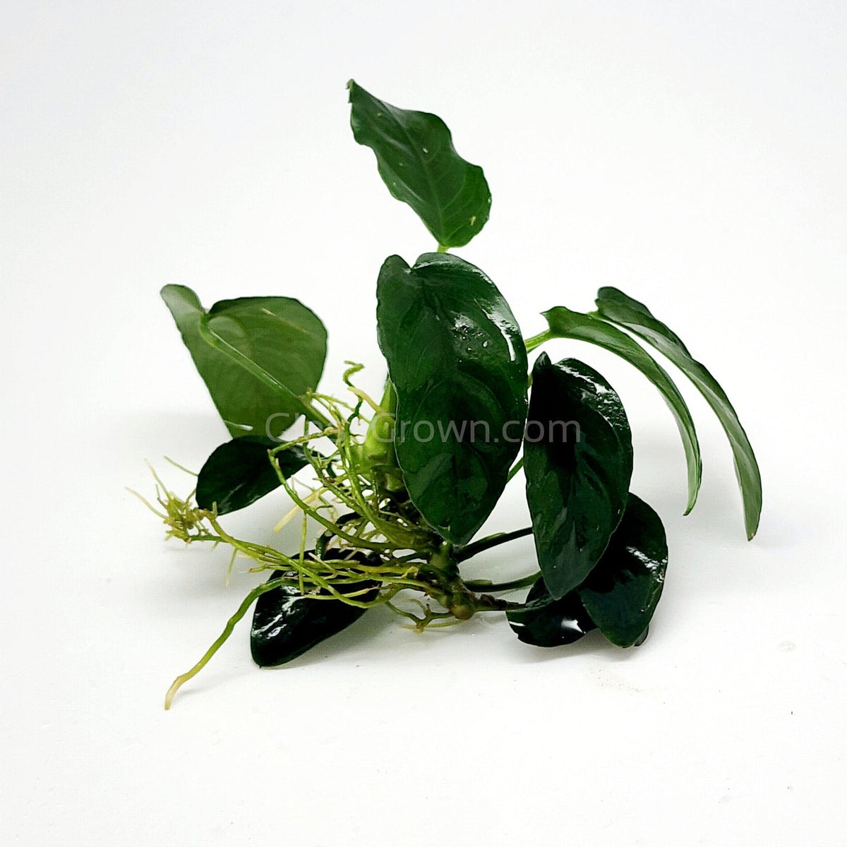 Anubias Nana