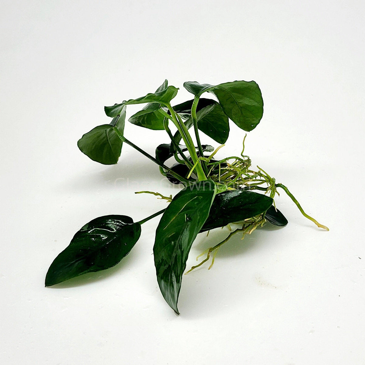 Anubias Nana