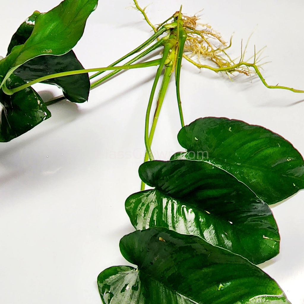 Anubias Nana