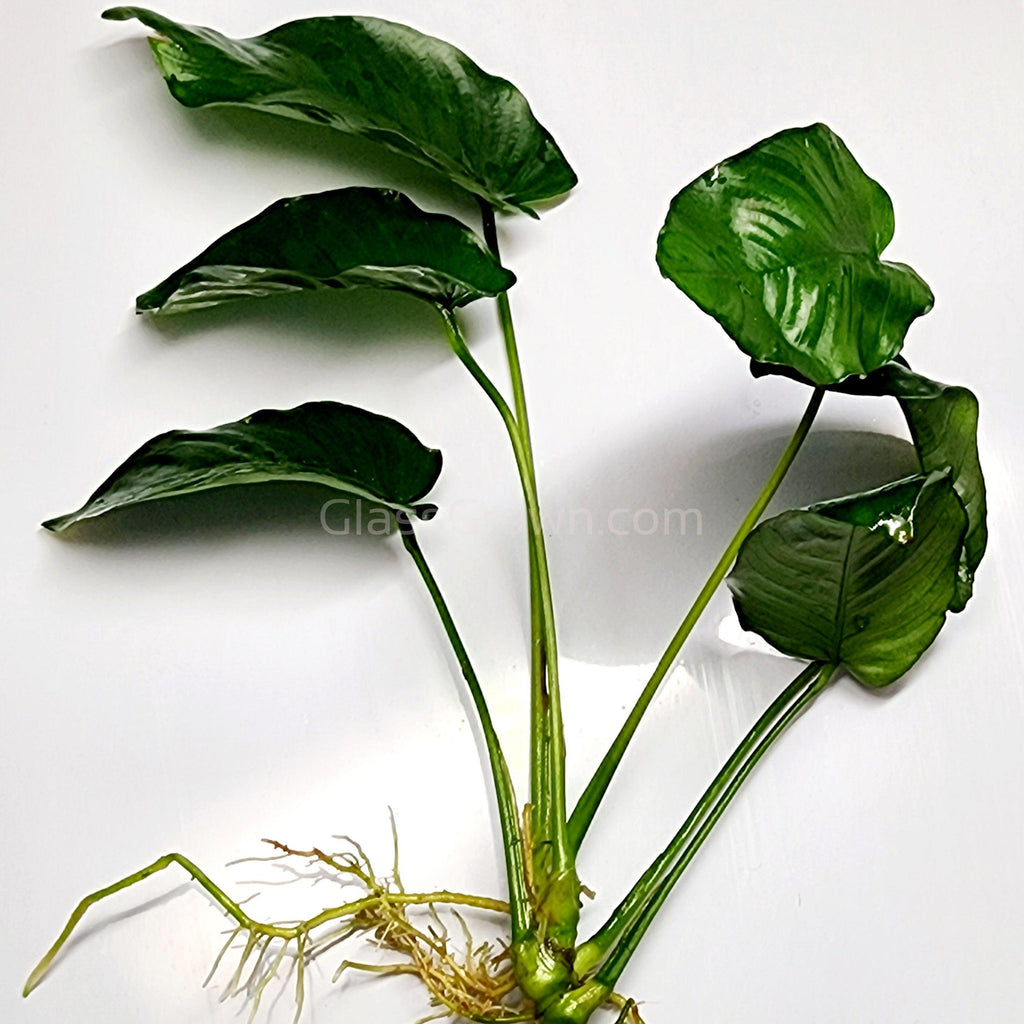Anubias Nana