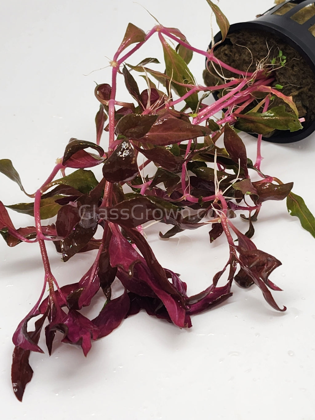 Scarlet Temple (Alternanthera Reineckii)