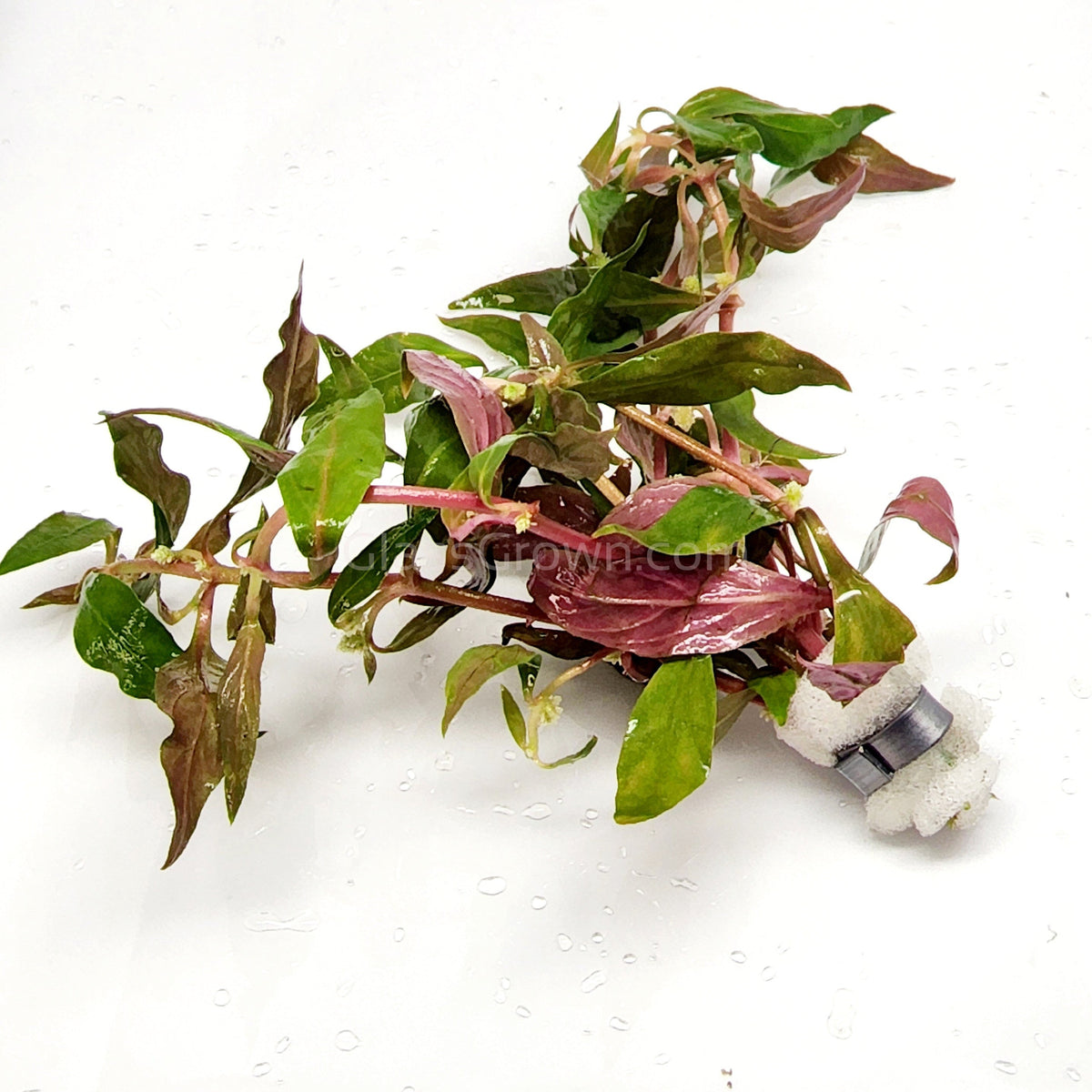 Scarlet Temple (Alternanthera Reineckii)