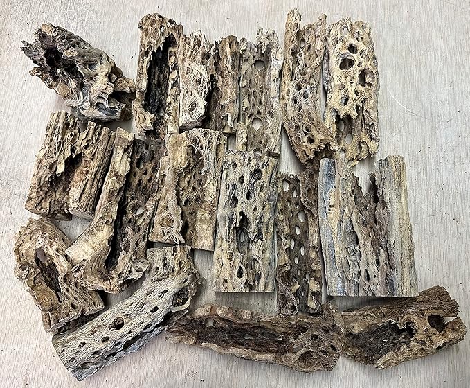 Natural Cholla Wood Chunk Large Air Plant Display Holders Individually Unique Decorative Stands or Holder (Cholla Chunk Large)