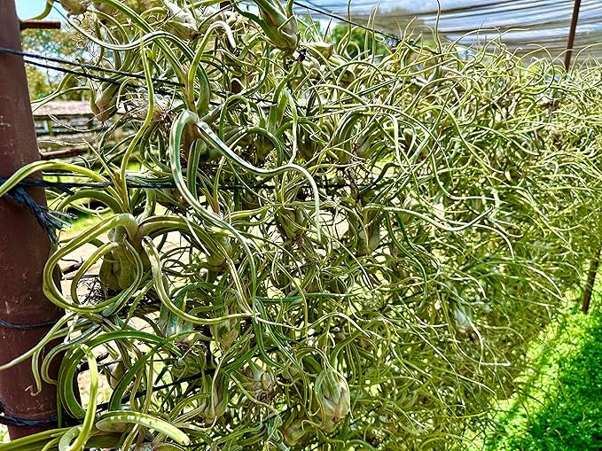 Air Plants - Flowering Tillandsia Caput Medusae, Large 5-7" - 3ct - Live Arrival Guaranteed - House Plants for Home Decor & Gift