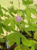 Mimosa pudica "Sensitive Plant"