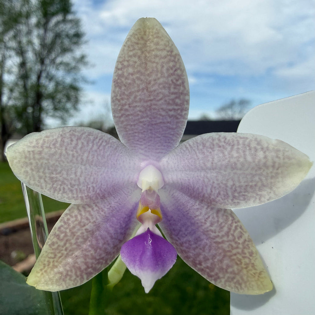 Phalaenopsis Freya’s Blue Danube