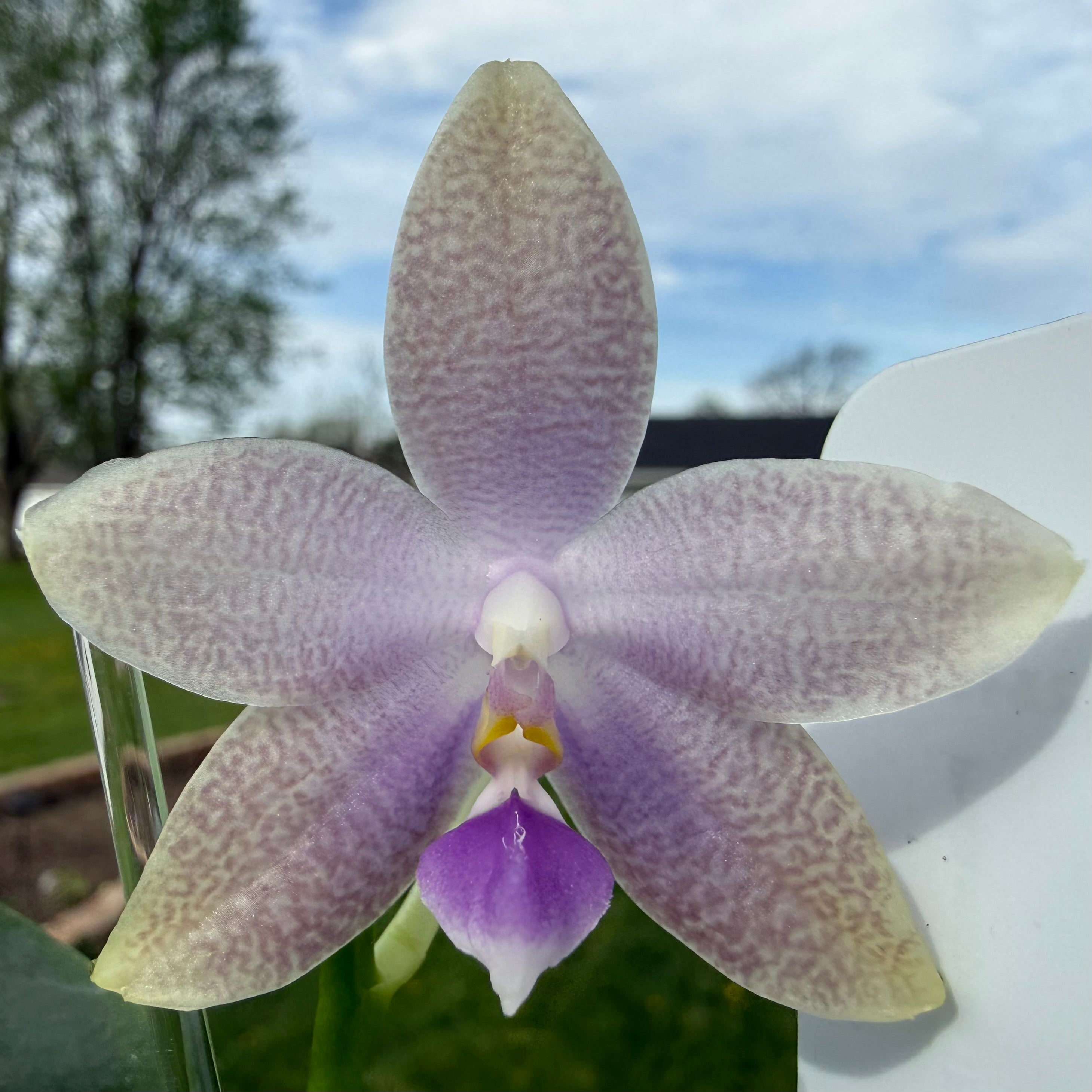 Phalaenopsis Freya’s Blue Danube