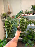 Alocasia 'Pink Dragon'