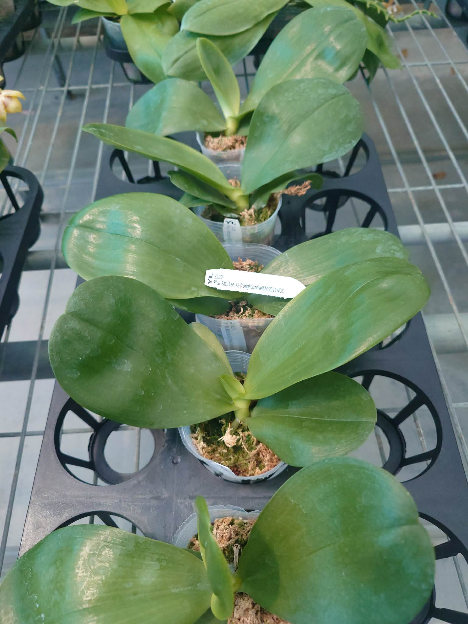 Phalaenopsis Patti Lee SM/WOC2021