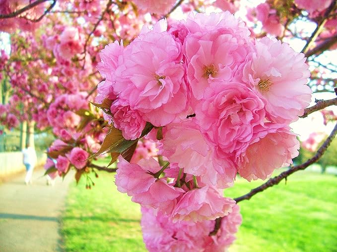 Live Kwanzan Cherry Blossom Tree – 8-12" Tall, Ornamental Pink Flowers