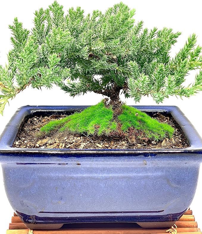 Live Dwarf Juniper Bonsai Tree 7 Year Old with Hand-Made Bamboo Stand | Juniper or Jade Bonsai Tree | Indoor/Outdoor | 100% Handcrafted| Home and Office Décor | Best Gift for Holiday