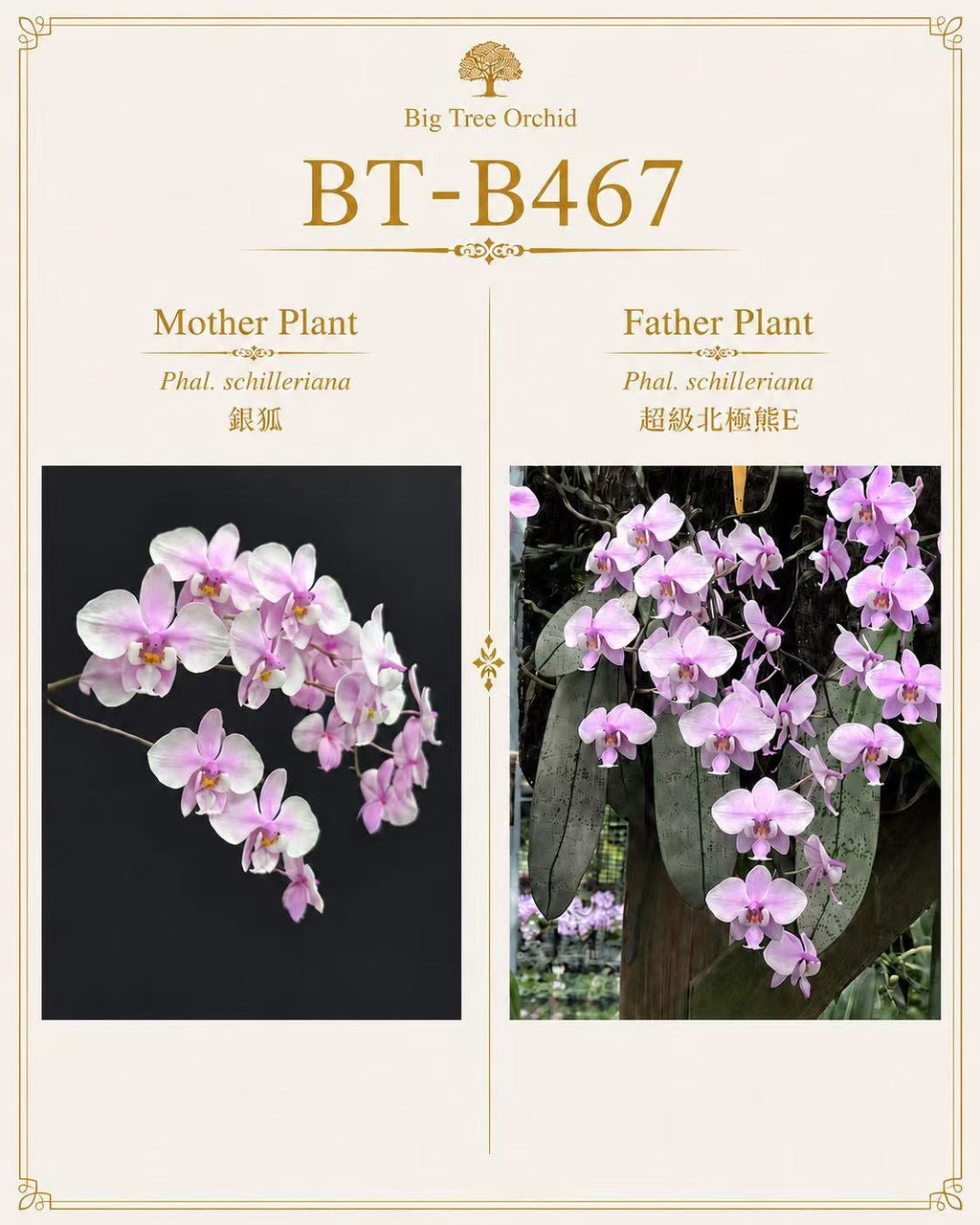 Phalaenopsis schilleriana (Silver Fox x Super Polar Bear E)