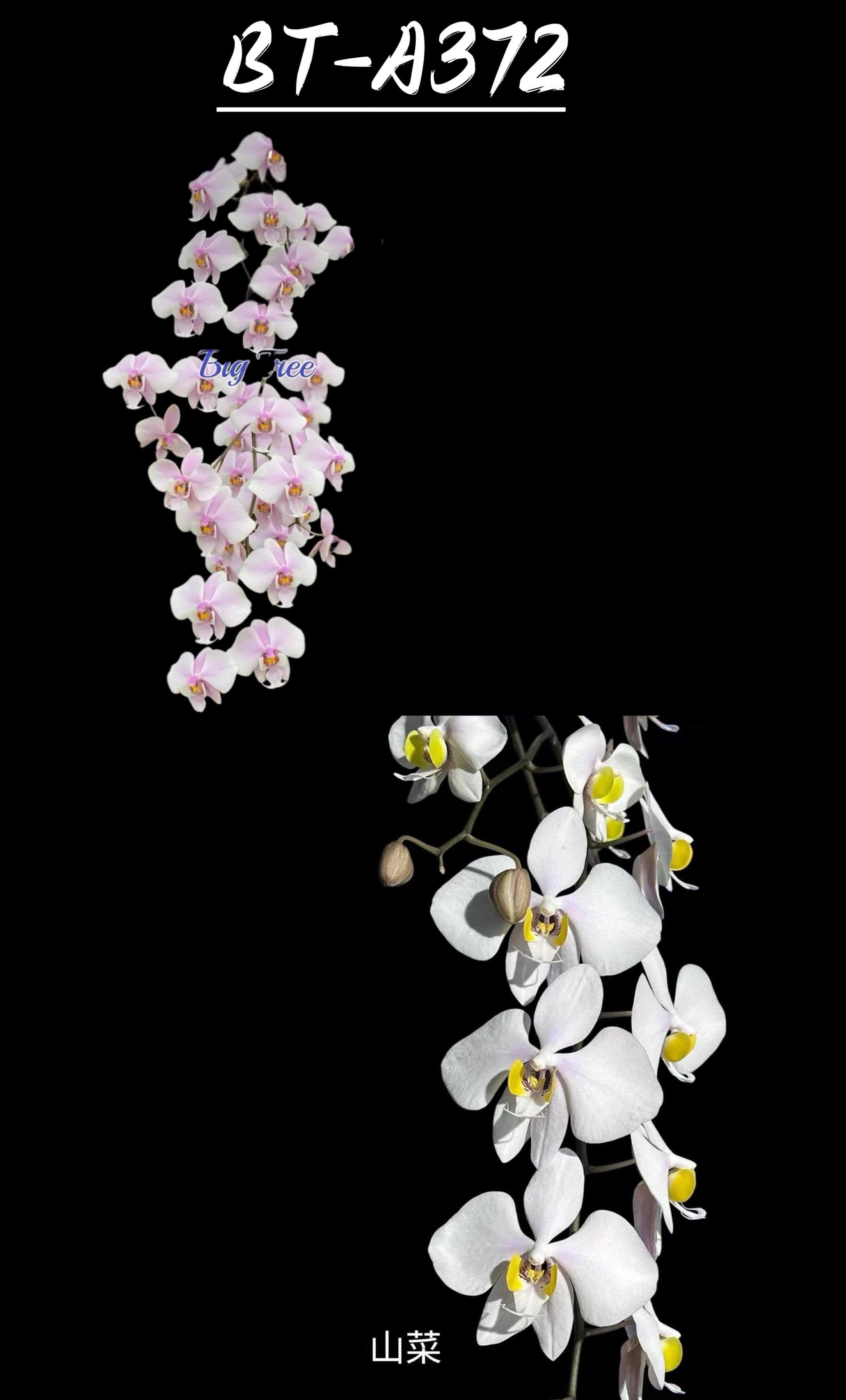 Phalaenopsis (schilleriana x philippinensis 'Wild Type')