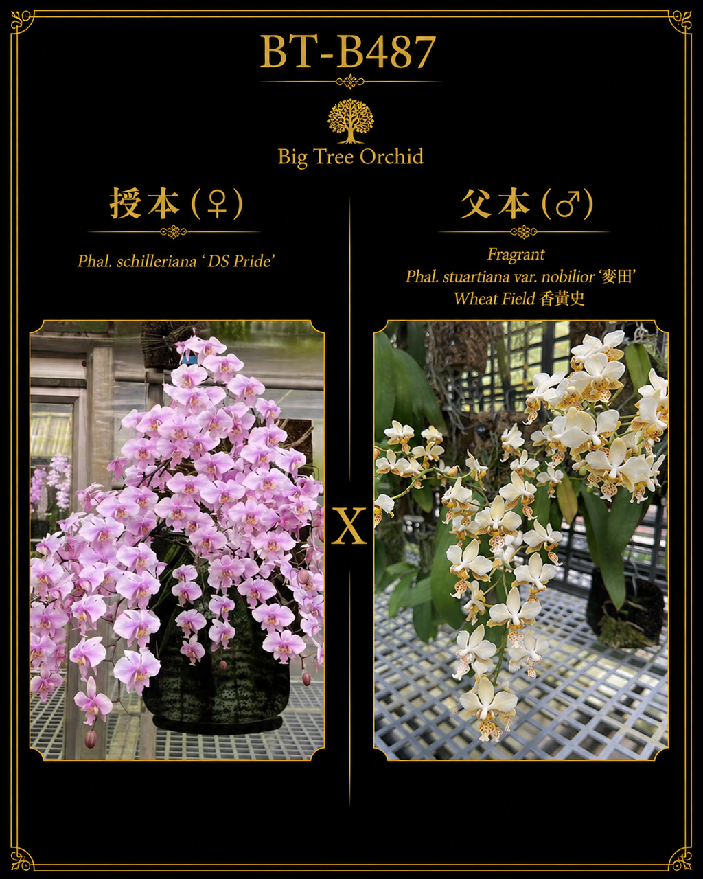 Phalaenopsis (schilleriana ‘DS’s Pride’ x stuartiana ‘麦田’)