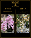 Phalaenopsis (schilleriana ‘DS’s Pride’ x stuartiana ‘麦田’)