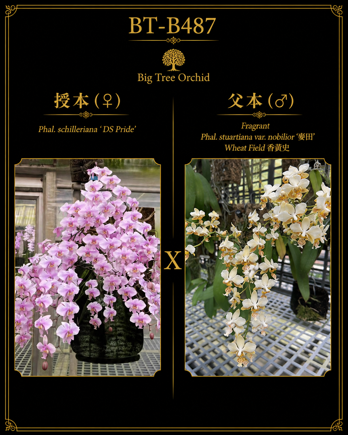 Phalaenopsis (schilleriana ‘DS’s Pride’ x stuartiana ‘麦田’)
