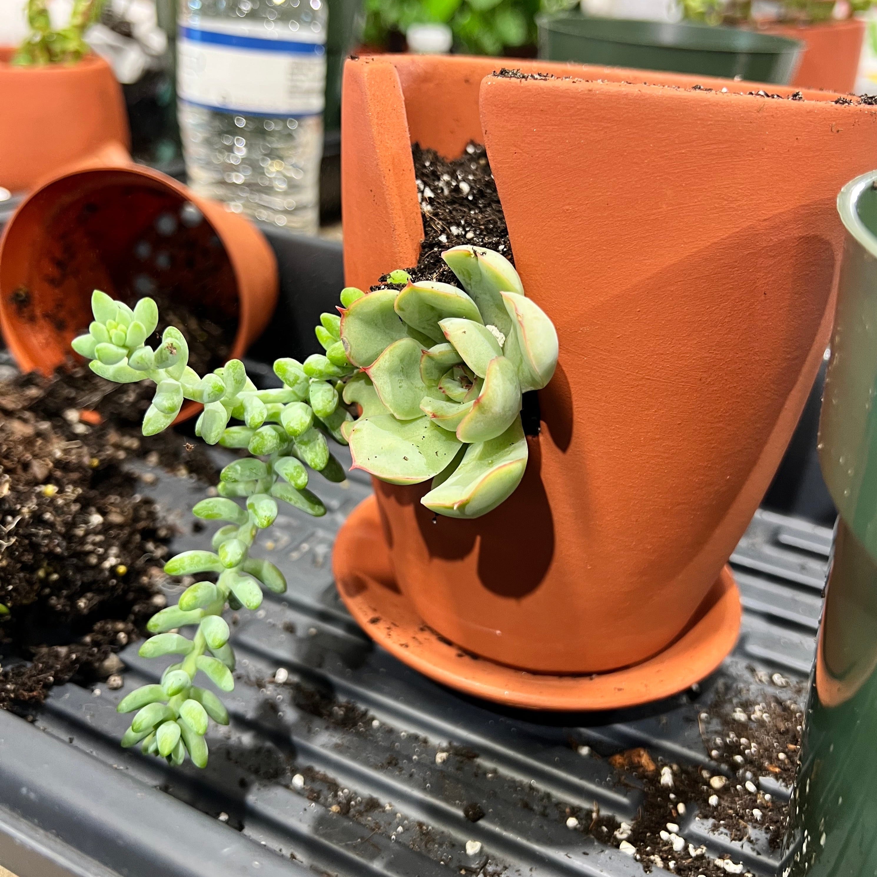 Love Grows Here Succulent Workshop- TBD