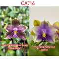Phalaenopsis (Yaphon Blue Jewel 'Blue Jade' x Yang Yang Blue Bellina)