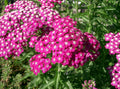 Cerise Queen Yarrow Live Plant – Achillea millefolium – Rose-Pink Perennial – Full Sun