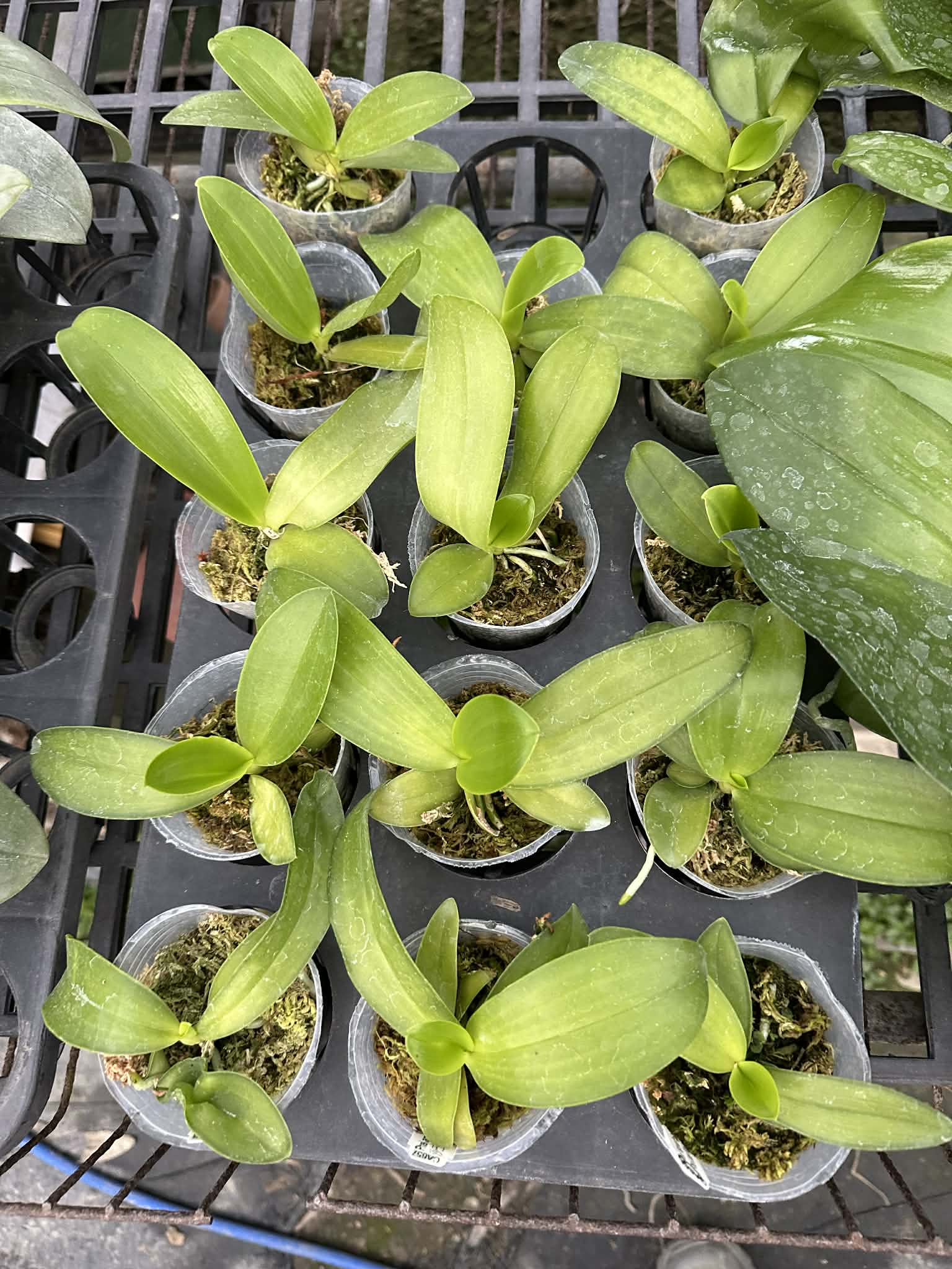 Phalaenopsis lueddemanniana coerulea x sib