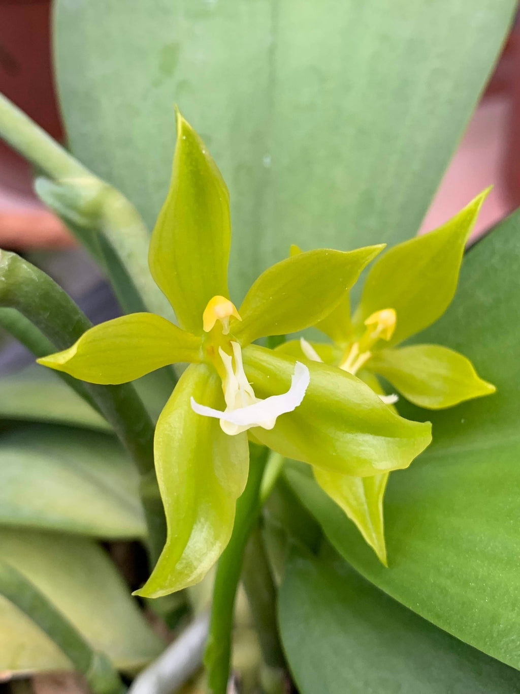 Phalaenopsis pantherina alba 'YL'