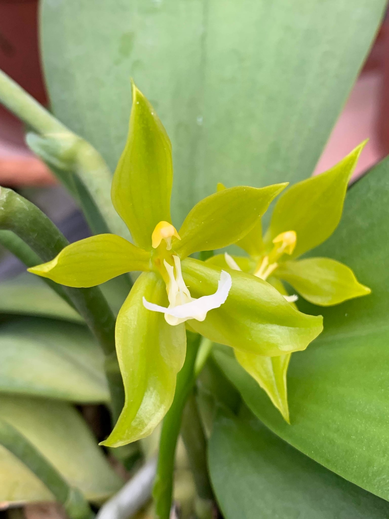 Phalaenopsis pantherina alba 'YL'