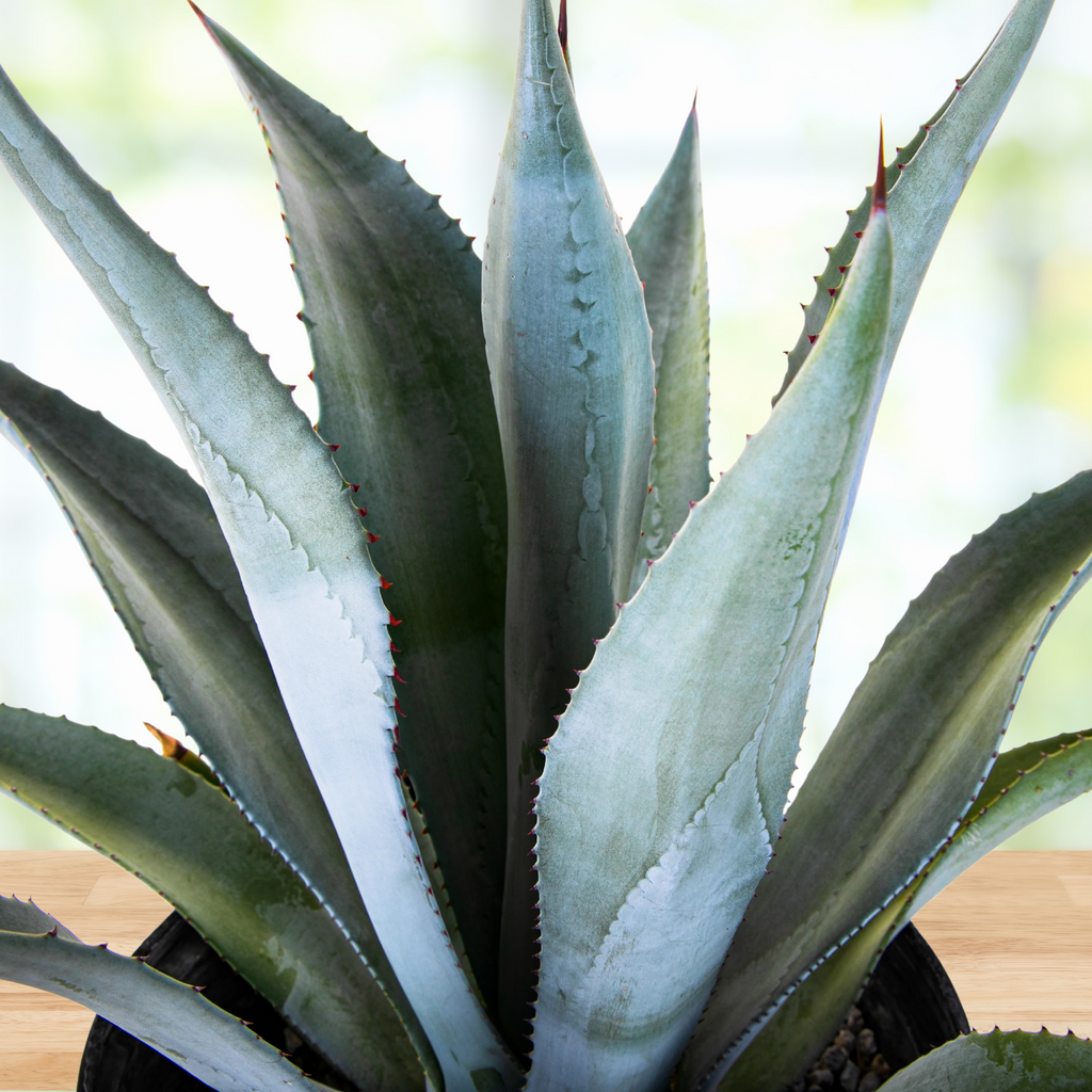 Agave franzosinii