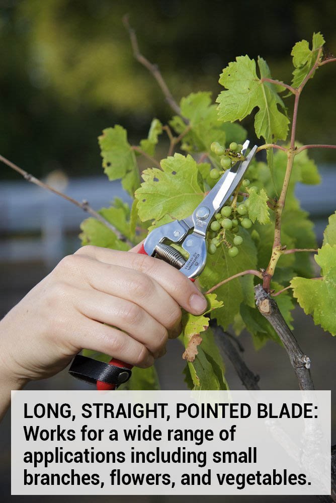 Corona Needle Nose Long Harvest Snips  Stainless Steel AG-4930SS