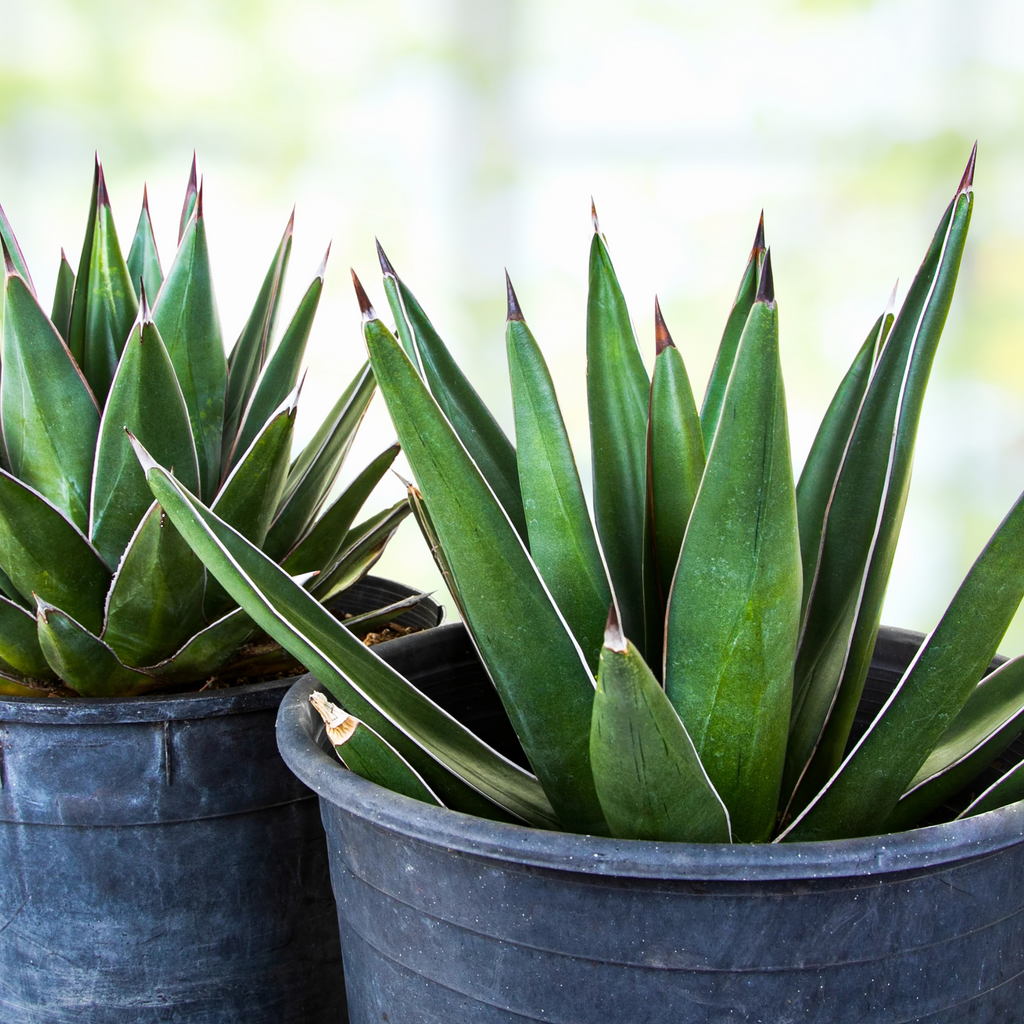 Arizona Smiles Agave