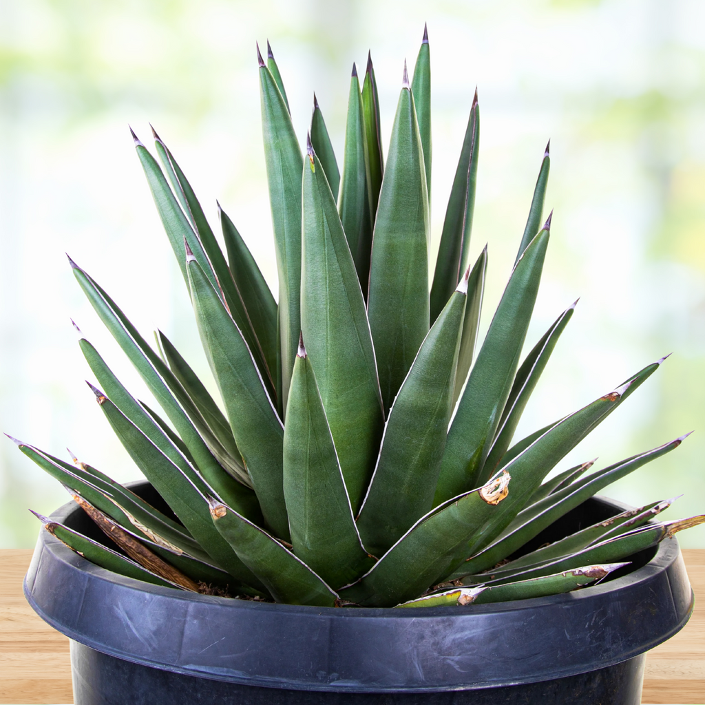 Arizona Smiles Agave