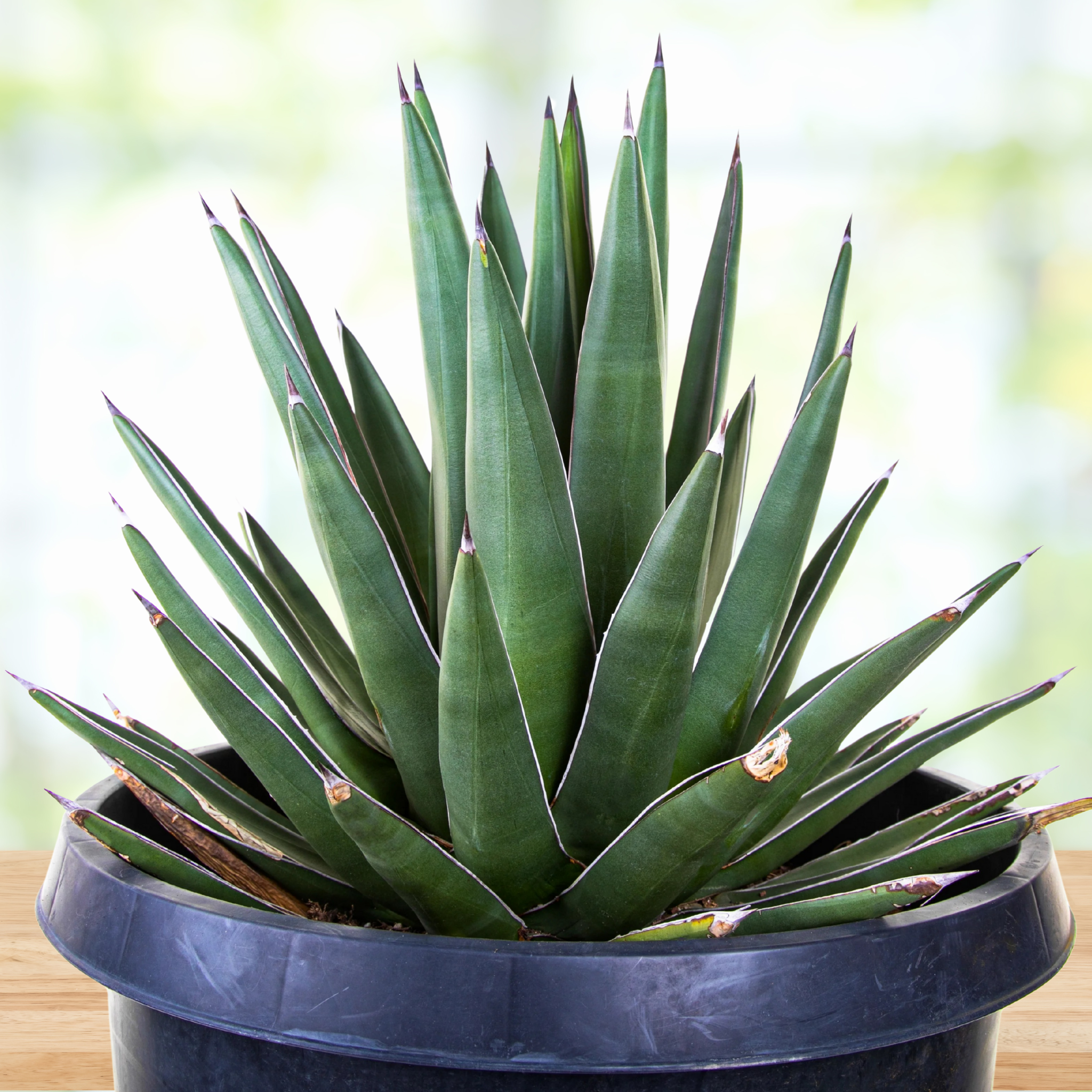 Arizona Smiles Agave