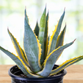 Agave Americana Variegata