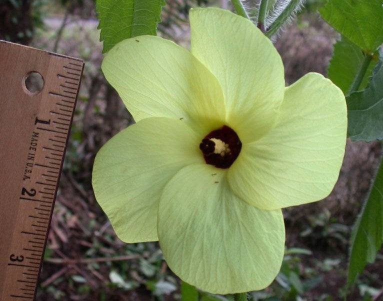 Abelmoschus Moschatus 20/500/2,500 Seeds, Hibiscus Fragrant Musk Mallow, Musk Okra
