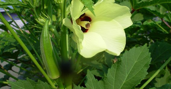 Abelmoschus Moschatus 20/500/2,500 Seeds, Hibiscus Fragrant Musk Mallow, Musk Okra